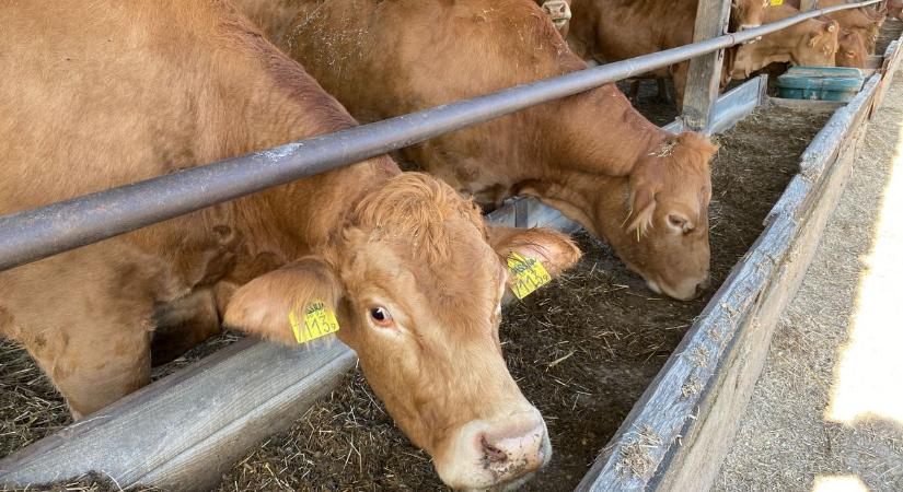 Jobban bekeményítettek, itt vannak az új szigorítások a száj- és körömfájás miatt