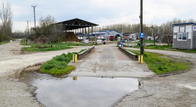 Nébih: befejeződött a ragadós száj- és körömfájással fertőzött telepek felszámolása