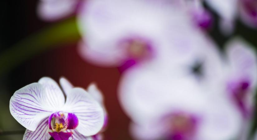 Így borul azonnal virágba orchideát: erre a konyhai alapanyagra van csak szükséged