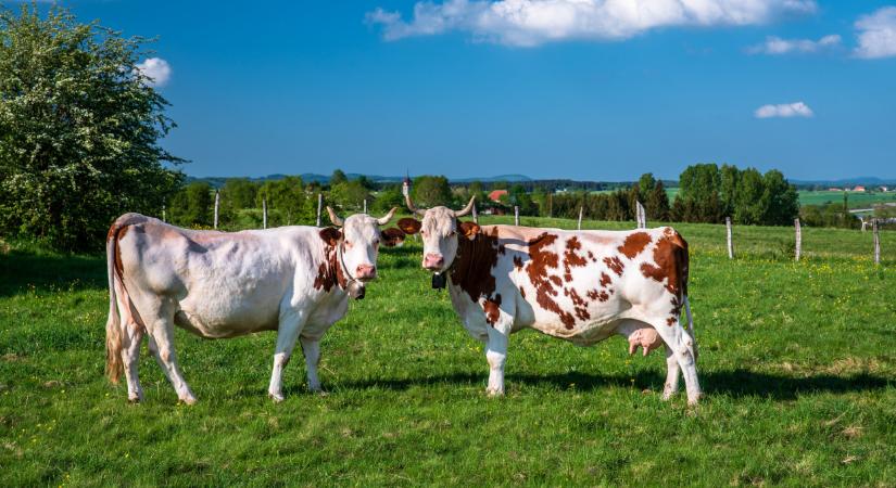 Végeztek a száj- és körömfájás vírussal fertőzött telepek felszámolásával