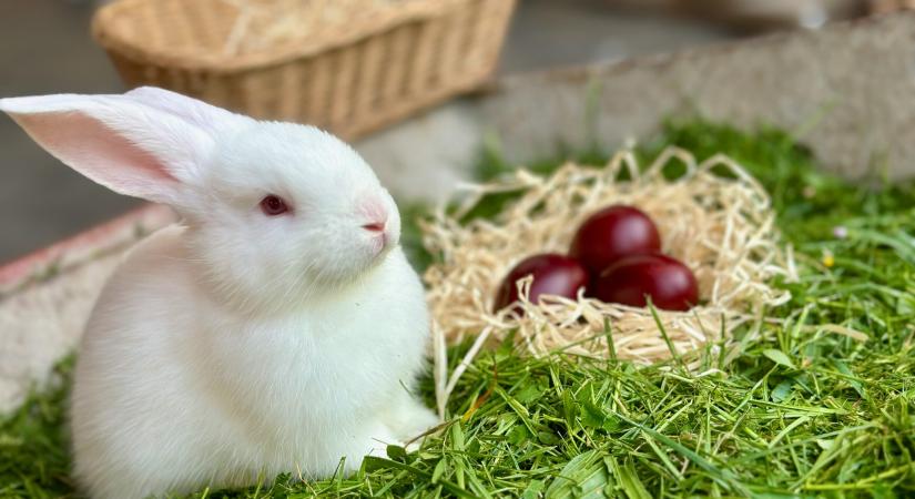 Húsvétra nyulat? Kérlek ne tedd …