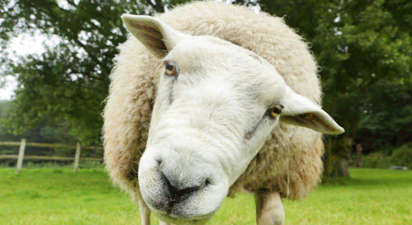 Újabb halálos kór ütötte fel a fejét a szomszédban - Alig észrevehető rovarok terjesztik
