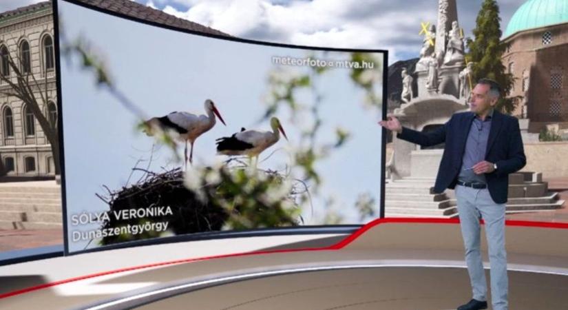 Dunaszentgyörgyi gólyák hozták a jó idő hírét