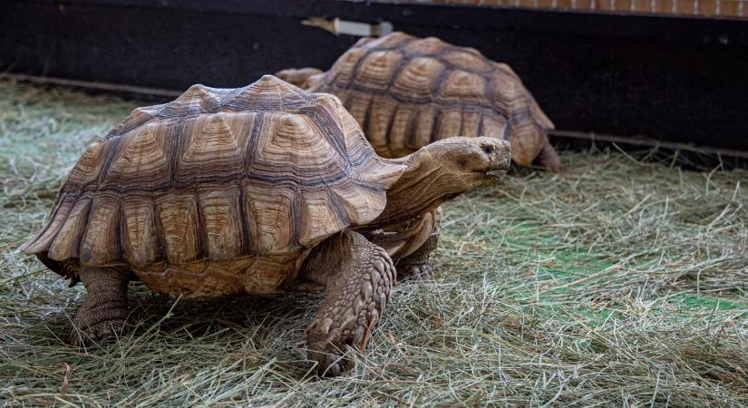 Egzotikus állatok a VOKE Kodály Zoltán Művelődési Házban