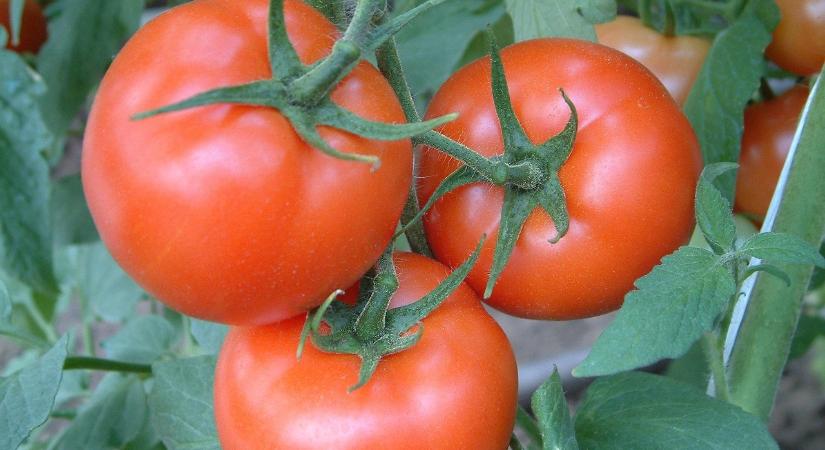 20%-al bővült a marokkói paradicsom export amely komoly befolyással lehet a nemzetközi piacra