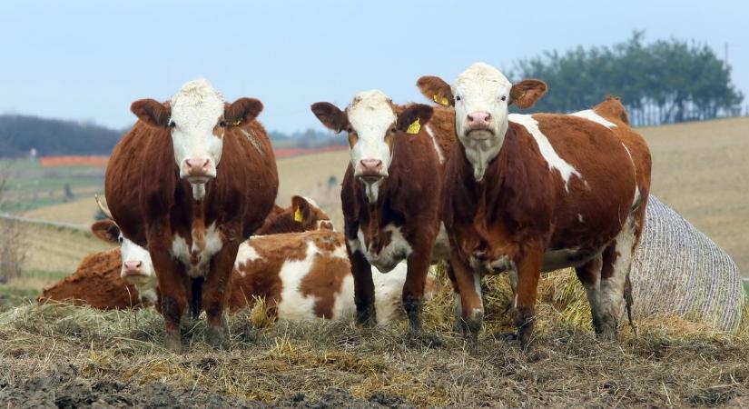 Újabb betegség miatt aggódnak a gazdák, Ausztriában már felütötte a fejét