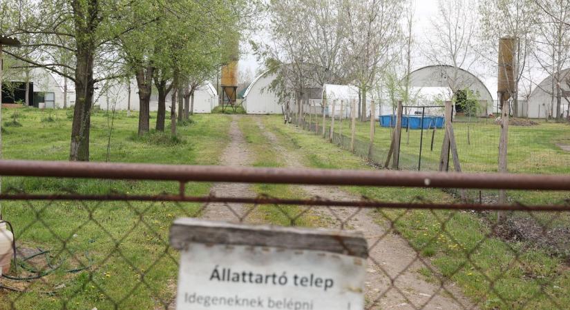 Pusztít a járvány a bordányi telepen, egy élet munkája veszik oda ezekben a napokban