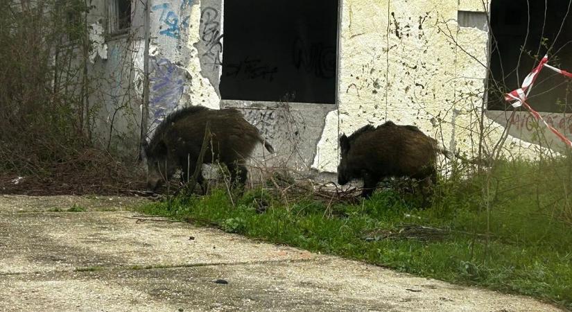 Vaddisznók őrzik a szentkirályszabadjai szellemvárost