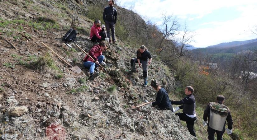 Kincsre bukkantak kaktuszirtás közben a BNPI munkatársai a Mátrában