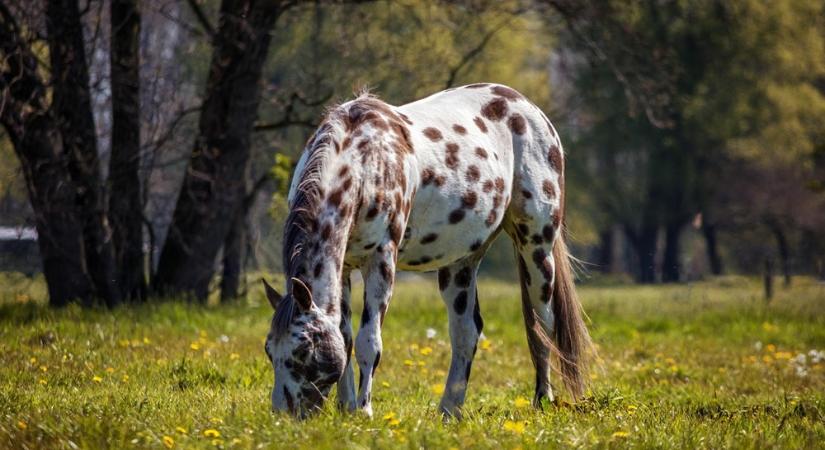 Az appaloosa és a divat: pöttyök, amikre irigykednél