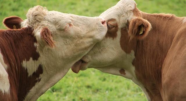 Befejeződött az RSZKF betegséggel fertőzött telepek felszámolása