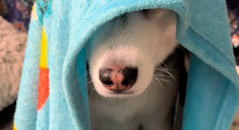 Utál korán kelni a husky: a reggeli rituáléján milliók zokognak - Videó