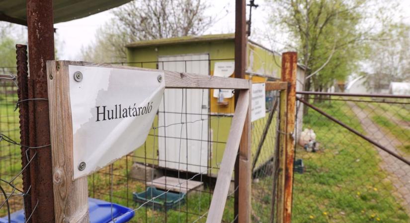 Konténerekben gázosítják el a kacsákat Bordányban