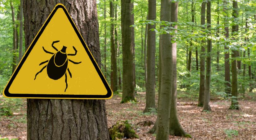 A Lyme-kór kevésbé ismert tünetei – nem csak a piros kör jelzi