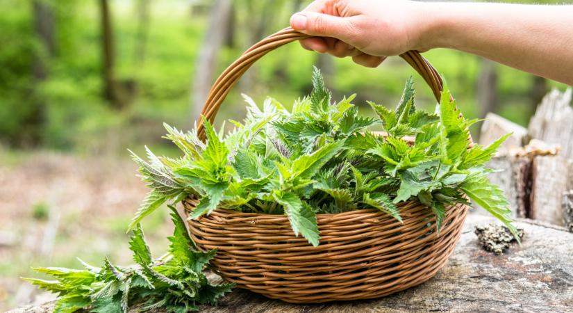 A csalán ezer arca – Tudtad, hogy ennyi dologra jó?