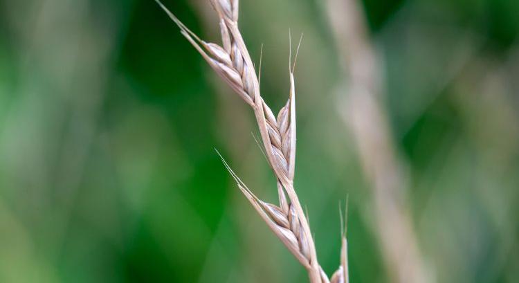 A gyomnövények szerepe a kalászosvetőmag-előállításban