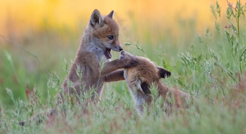 Emberre veszélyes féregfertőzésre figyelmeztet a SOTE: kutyák és rókák terjeszthetik