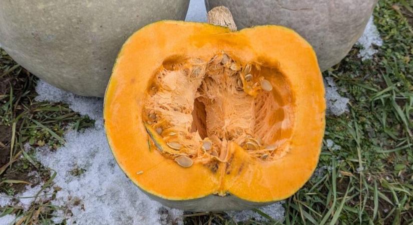 Téli Parázs: a nagydobosi sütőtök újjászületése