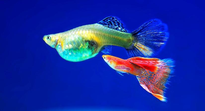 Guppik szaporodása – Amikor a romantika nem vár, csak úszik
