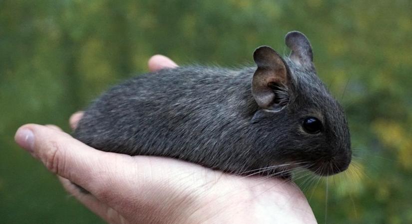 Degu: a kis méretű, nagy észjárású lakótárs