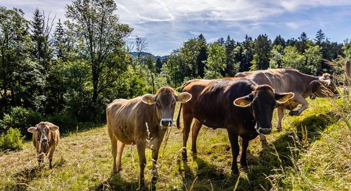 Elvágták a villanypásztort, hogy kiszabadítsák a fertőzött teheneket