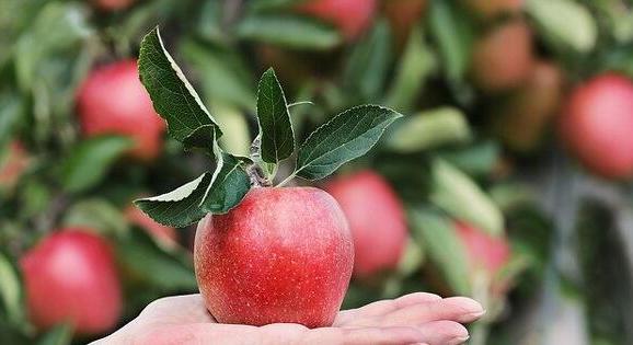 Az áprilisi fagyok jelentős károkat okoztak