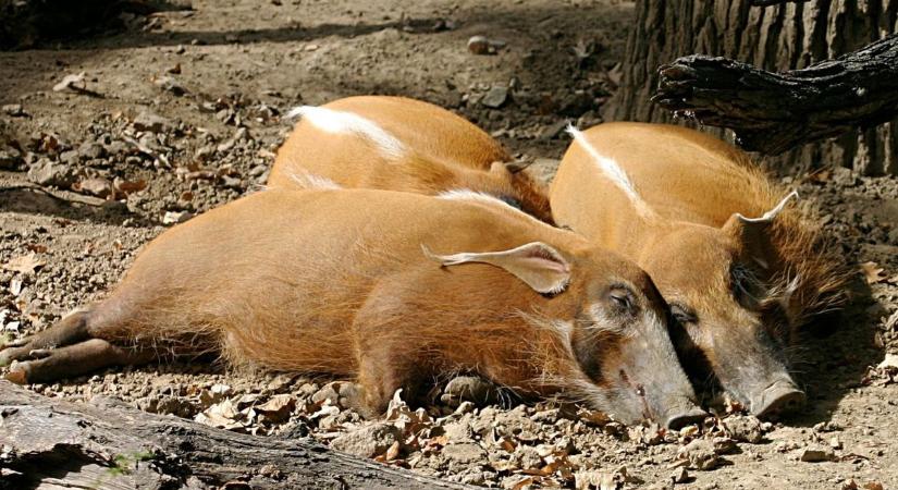 Ecsetfülű disznó: A dzsungel legstílusosabb malaca