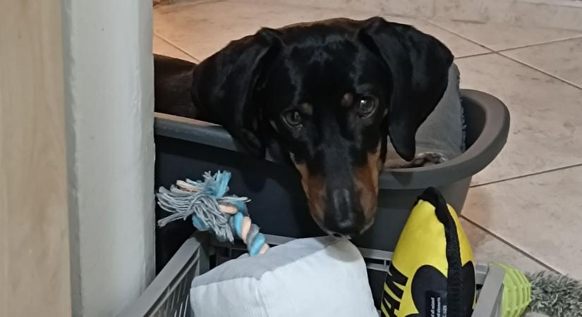 Az írás során egyetlen tacskó sem sérült meg