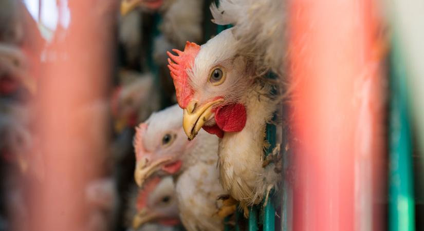 Pörög a baromfiipar, de erre most nagyon kell figyelniük a termelőknek