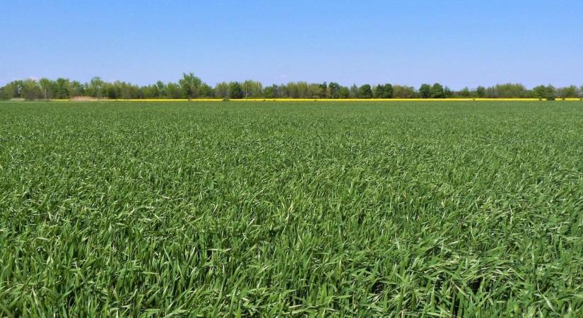 Az innovatív növényvédelem segít a gabonatermesztőknek megvédeni termésüket