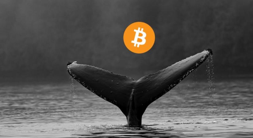 Jelentősen nőtt a legalább 1000 BTC-vel rendelkező bálnák száma