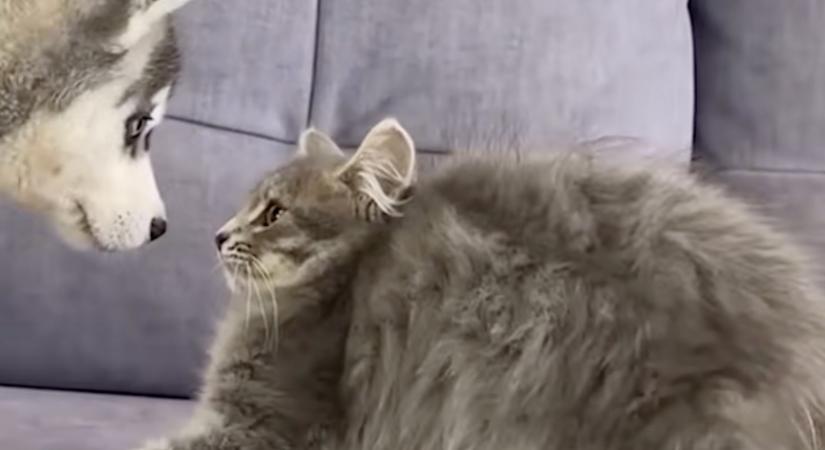 Először találkozik a husky kölyök és a kölyökcica: a reakciójuk elragadj a világot - Videó