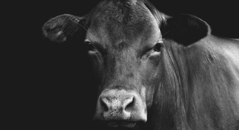 Újabb kitörés? Rábapordányban is felüthette fejét a vírus