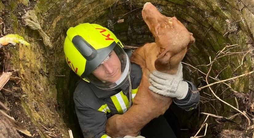 Kútba zuhant egy kutya Büssüben, heroikus küzdelem folyt a megmentéséért