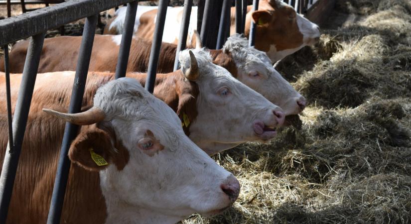 Bábolna fellázadt: lezárják az utat, ha újabb állattetemeket akarnak ott elföldelni