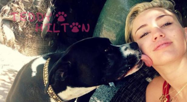 Szomorú hírt osztott meg Miley Cyrus: újabb kutyáját vesztette el