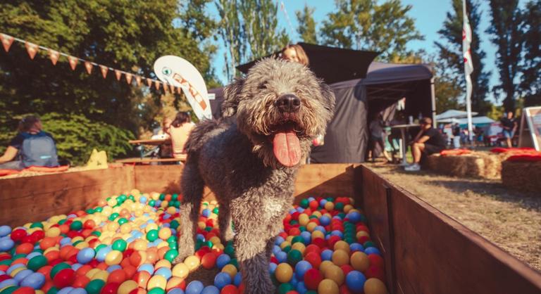 Programdömpinggel készül a DOGZ fesztivál