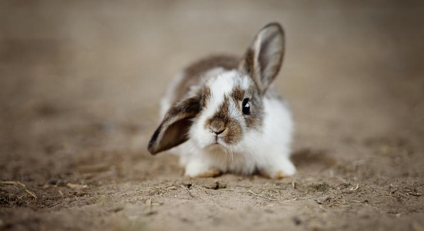 Élő nyuszi, élő csibe, a lakásban nincsen helye