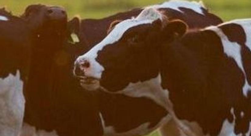 Felütötte fejét a száj- és körömfájás Rábapordányban a Tisza párt agrártanácsadójának telepén