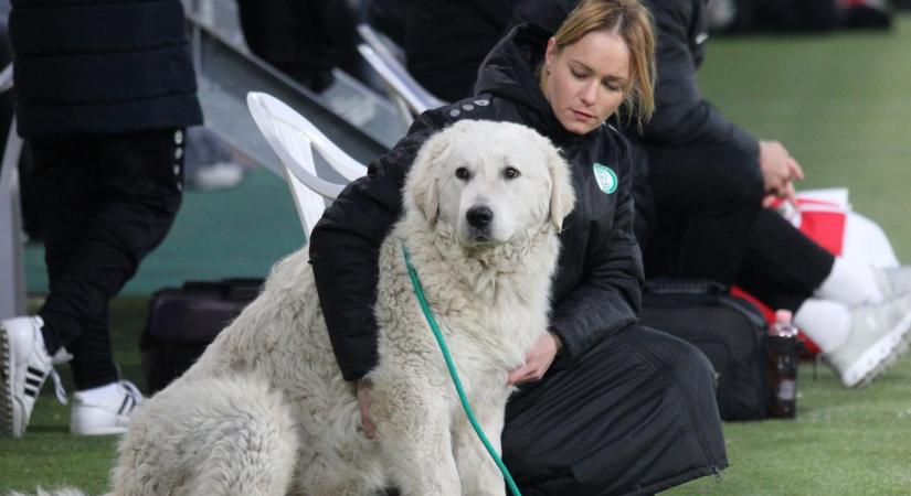 Ő a Paksi FC titkos fegyvere – most ünnepel, és mindenki róla beszél (galéria, videó)