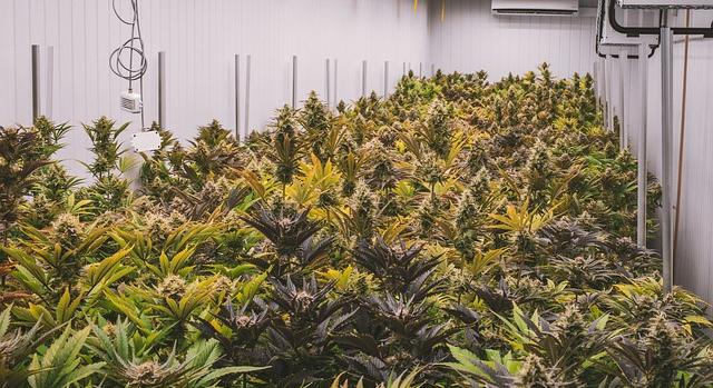 A kannabisz gyógyászati célú termesztéséről szóló törvényjavaslat Szlovéniában