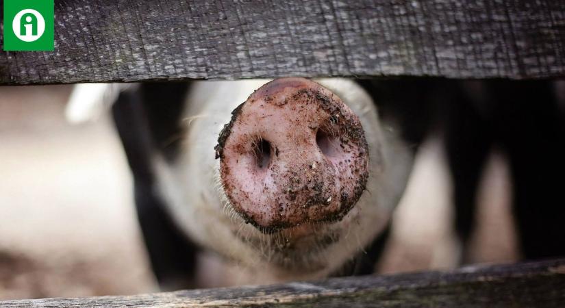 Ennyit ad az állam a korlátozás alatt álló területeken a sertésekért