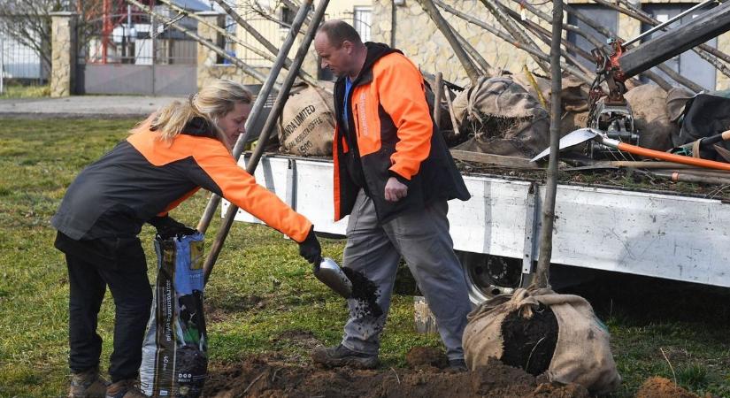 Kisszékelyen faültetésre várnak jelentkezőket