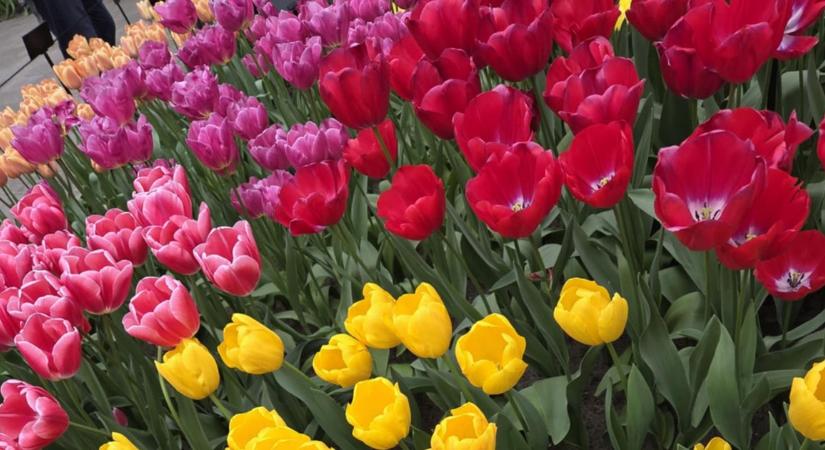 Olvasónk Hollandiából jelentkezett be, varázslatos fényképeket küldött: Ilyen csodálatos most a tulipánvirágzás