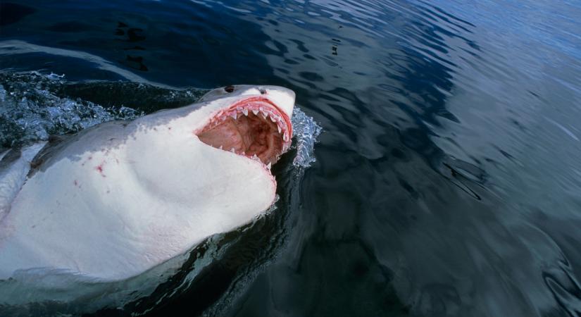 Egy nagy fehér cápa végezhetett a csütörtöki cápatámadás áldozatával Új-Zélandon