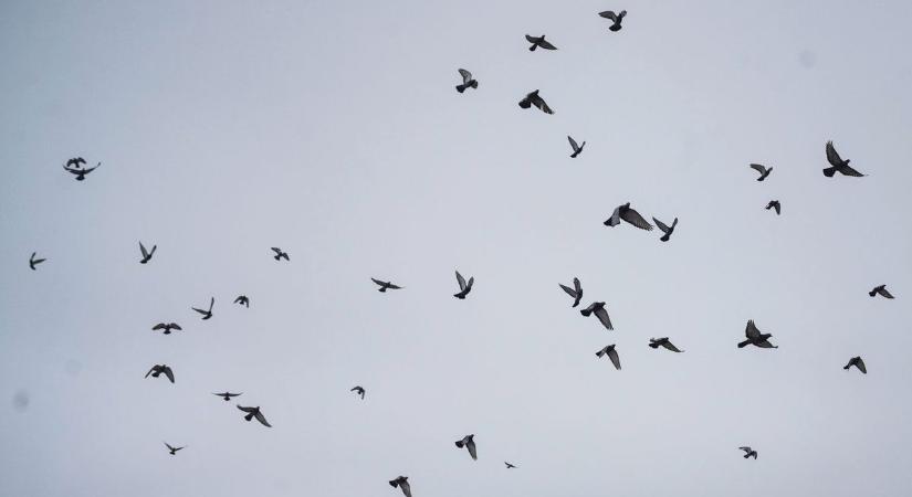Telebombázták az autót a galambok, fotón mutatjuk a fényezéspusztító ürülékleplet