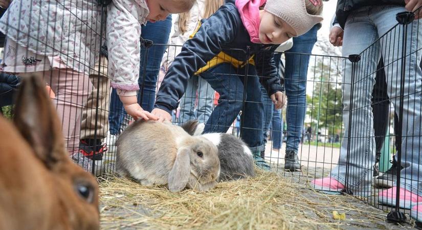 A legszebb tojások díjazásban részesülnek a várban