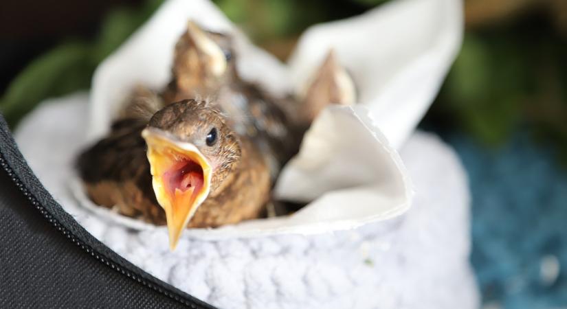 Teendők magára hagyott madárfióka megtalálása esetén