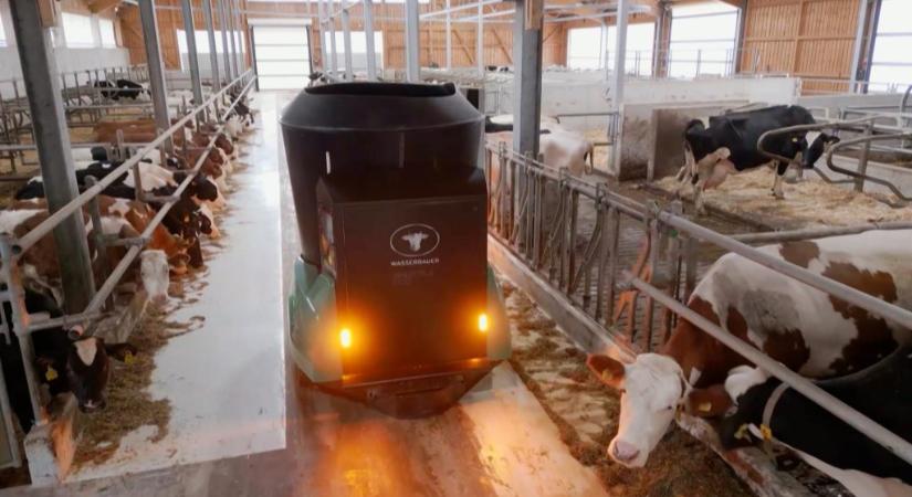 MI-vezérelt robotok tartják a marhákat ebben a német istállóban