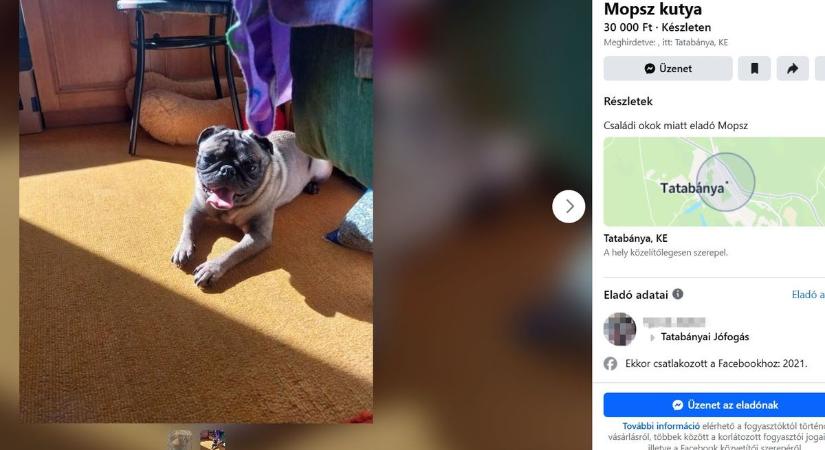 „Eladó mopsz. 30 ezer.” Szívszorító és felháborító hirdetést találtunk a Marketplace-en